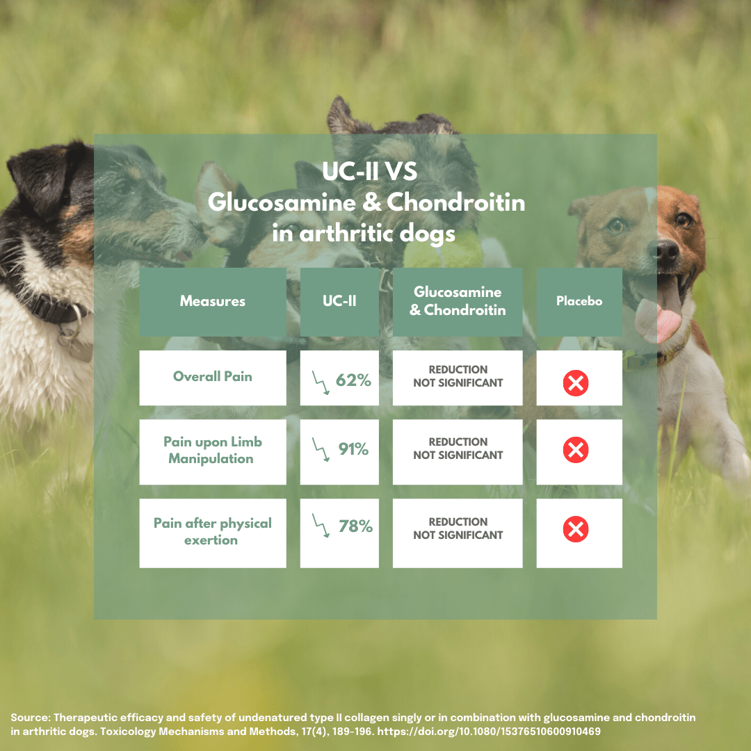 UC-II vs Glucosamine & Chondroitin for arthritic dogs